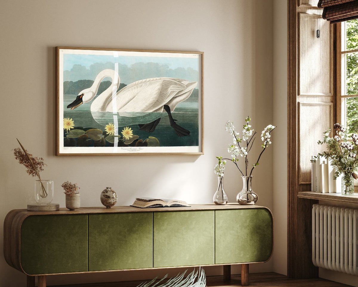 Tundra Swan Art Print - John James Audubon Poster - Birds of America Vintage Illustration
