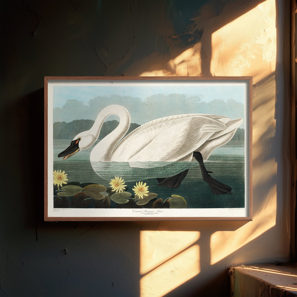 Tundra Swan Art Print - John James Audubon Poster - Birds of America Vintage Illustration