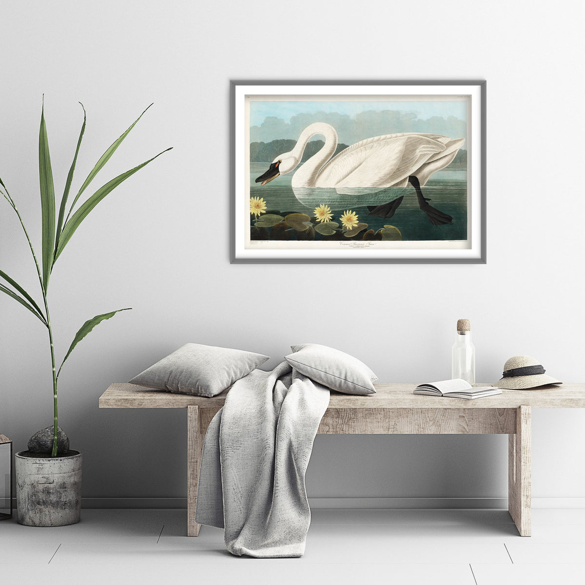 Tundra Swan Art Print - John James Audubon Poster - Birds of America Vintage Illustration
