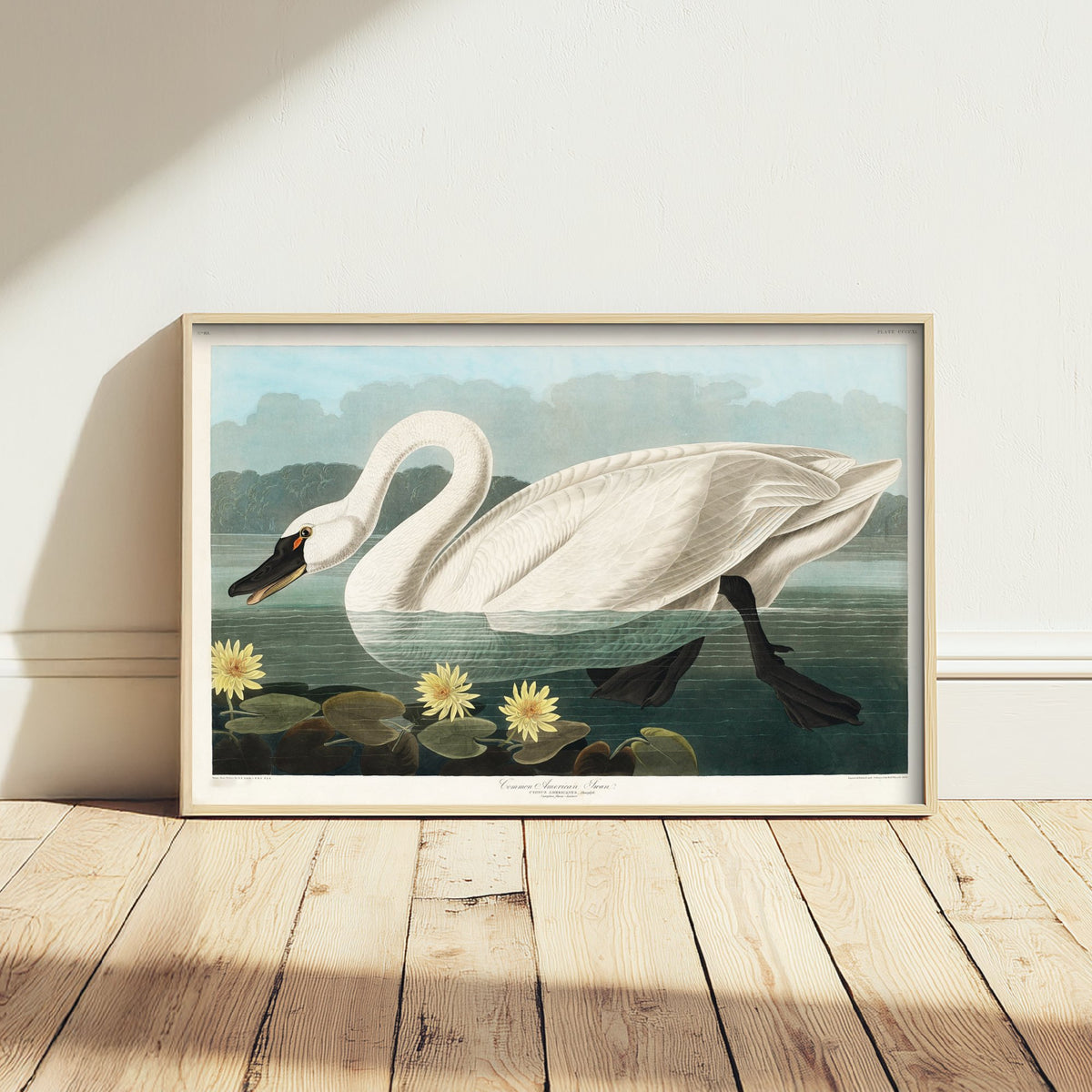 Tundra Swan Art Print - John James Audubon Poster - Birds of America Vintage Illustration