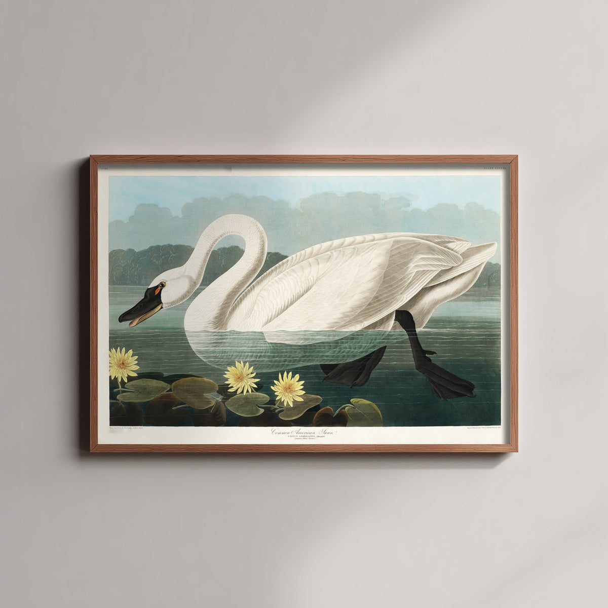 Tundra Swan Art Print - John James Audubon Poster - Birds of America Vintage Illustration