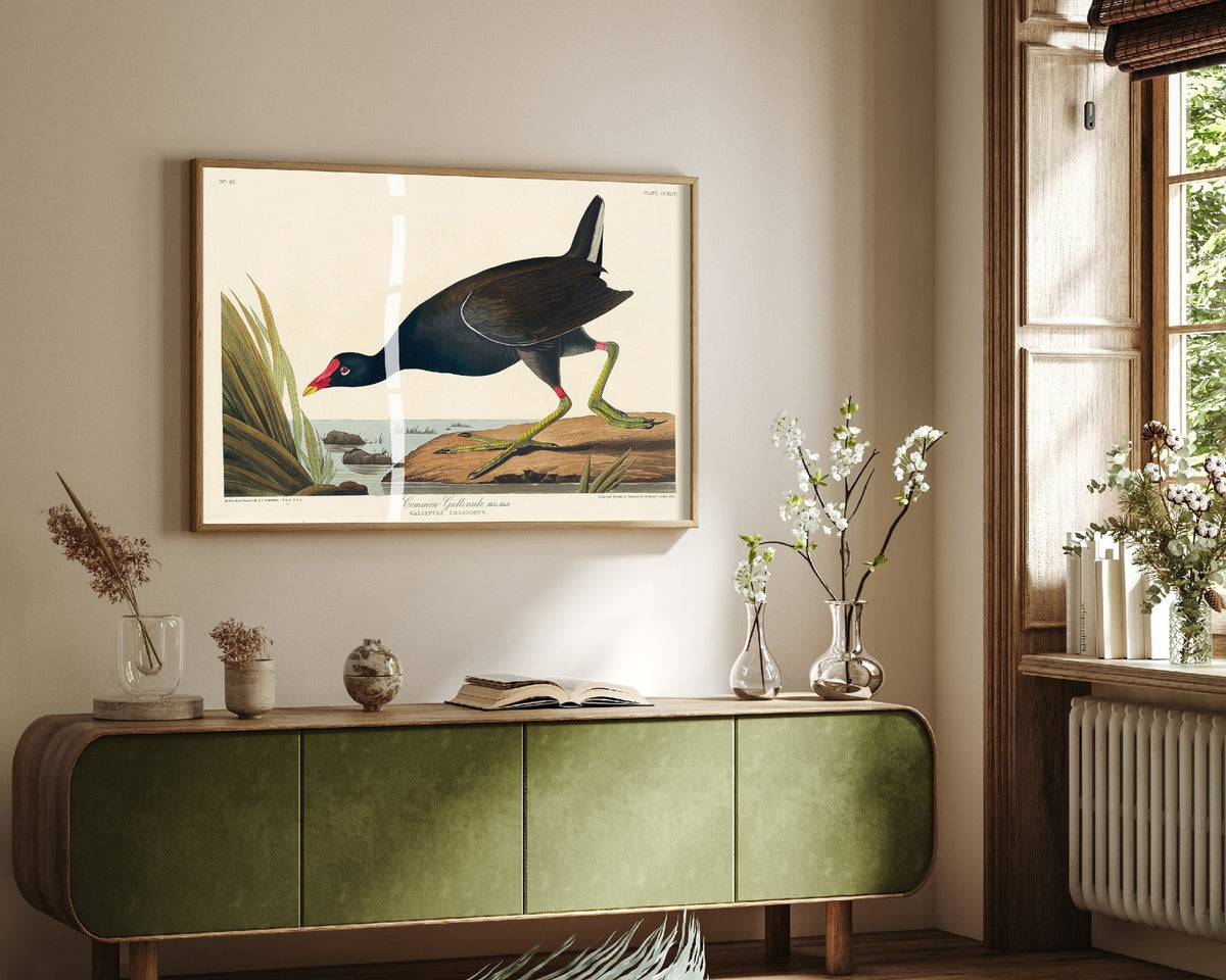 Common Gallinule Art Print - John James Audubon Poster - Birds of America Vintage Illustration
