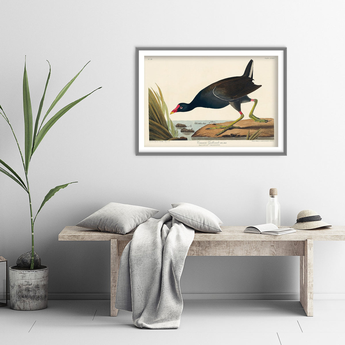 Common Gallinule Art Print - John James Audubon Poster - Birds of America Vintage Illustration