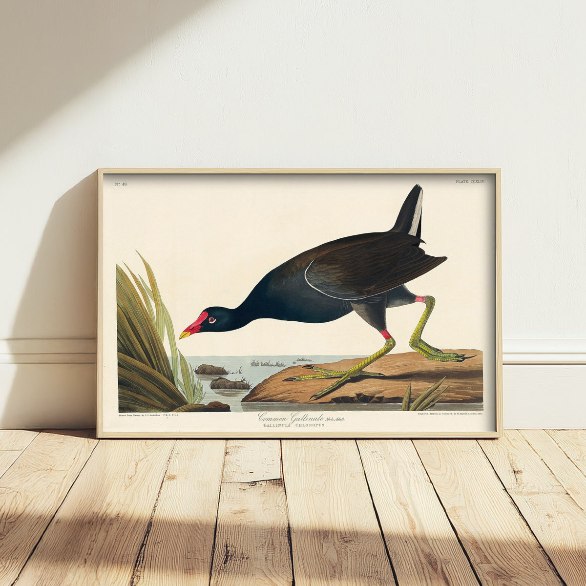 Common Gallinule Art Print - John James Audubon Poster - Birds of America Vintage Illustration