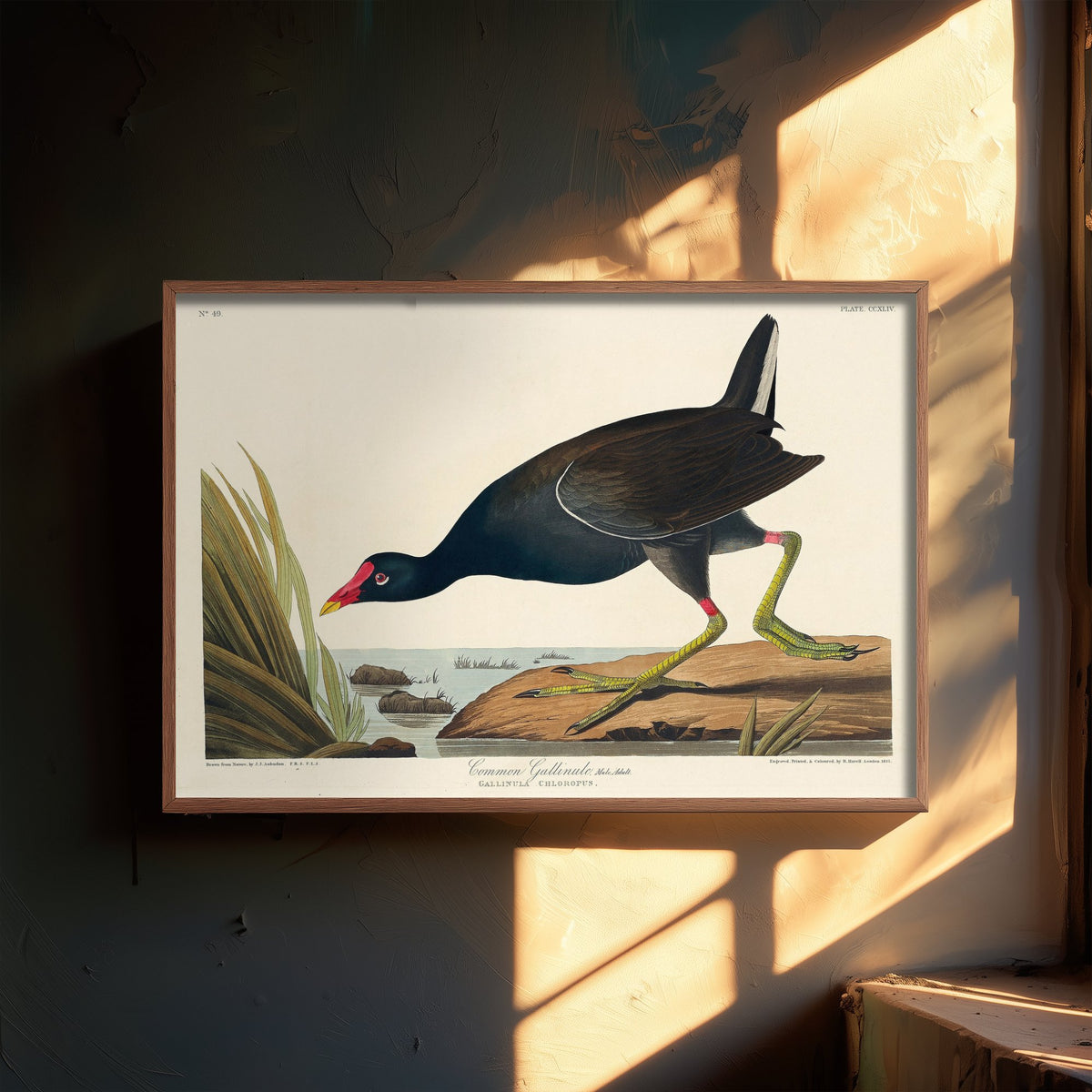 Common Gallinule Art Print - John James Audubon Poster - Birds of America Vintage Illustration