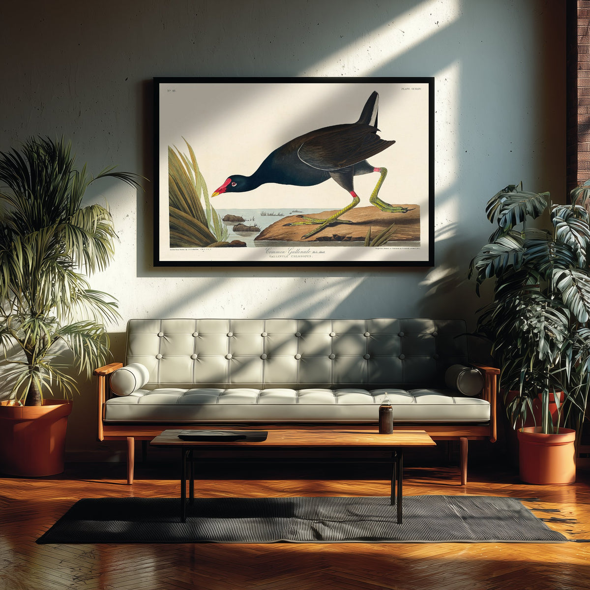 Common Gallinule Art Print - John James Audubon Poster - Birds of America Vintage Illustration