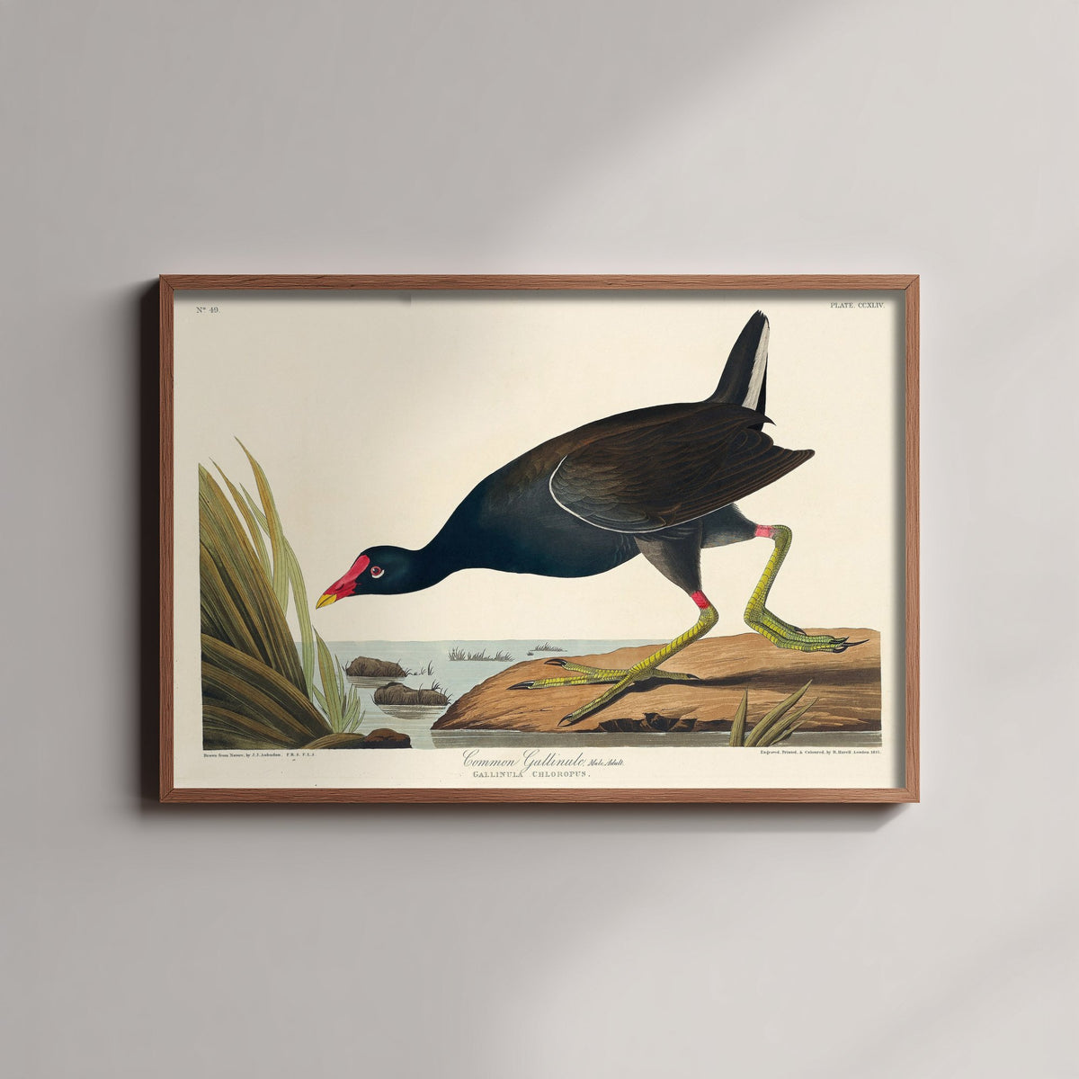 Common Gallinule Art Print - John James Audubon Poster - Birds of America Vintage Illustration