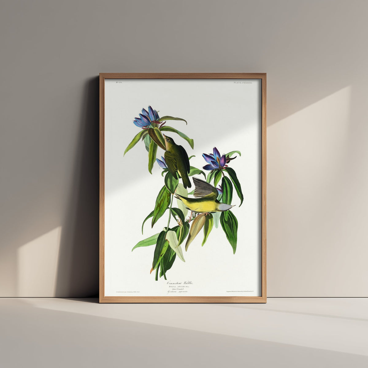 Connecticut Warbler Art Print - John James Audubon Poster - Birds of America Vintage Illustration