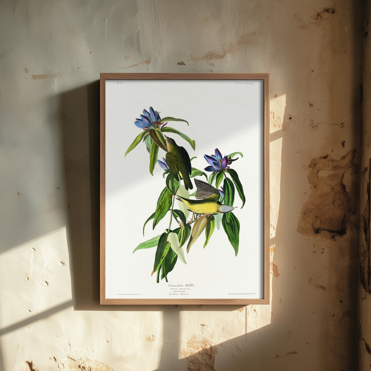 Connecticut Warbler Art Print - John James Audubon Poster - Birds of America Vintage Illustration