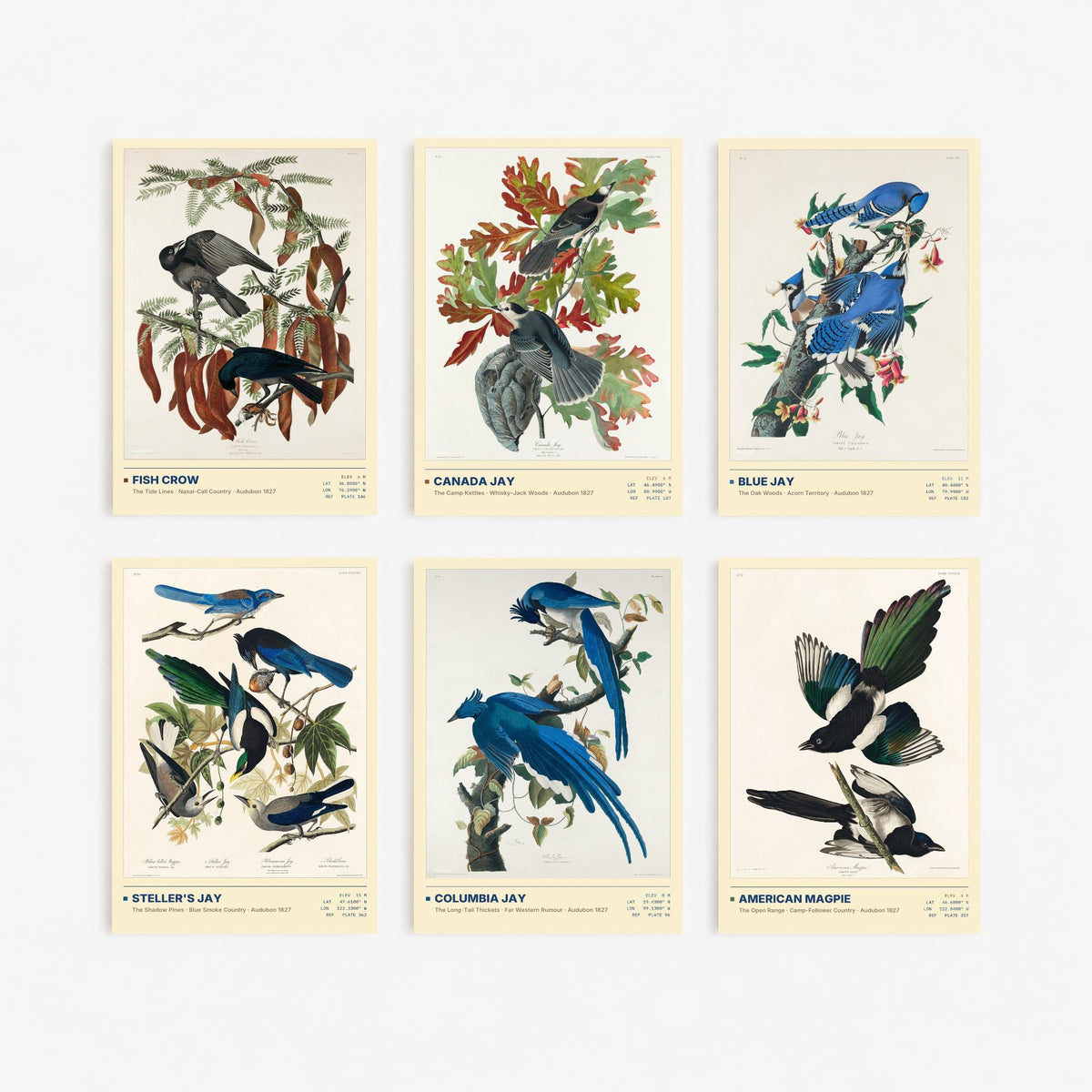 Set of Six Audubon Corvid Illustrations - 6 Blue Jay, Crow and Magpie Art Prints - Steller's Jay, Columbia Jay, Canada Jay Poster Set