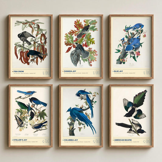 Set of Six Audubon Corvid Illustrations - 6 Blue Jay, Crow and Magpie Art Prints - Steller's Jay, Columbia Jay, Canada Jay Poster Set