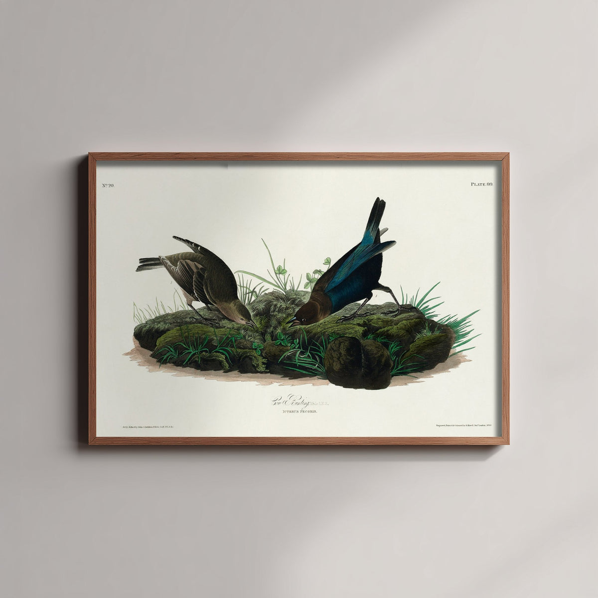 Brown-headed Cowbird Art Print - John James Audubon Poster - Birds of America Vintage Illustration