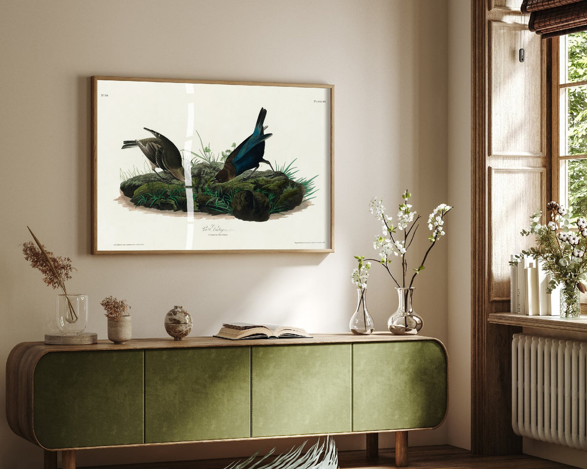 Brown-headed Cowbird Art Print - John James Audubon Poster - Birds of America Vintage Illustration