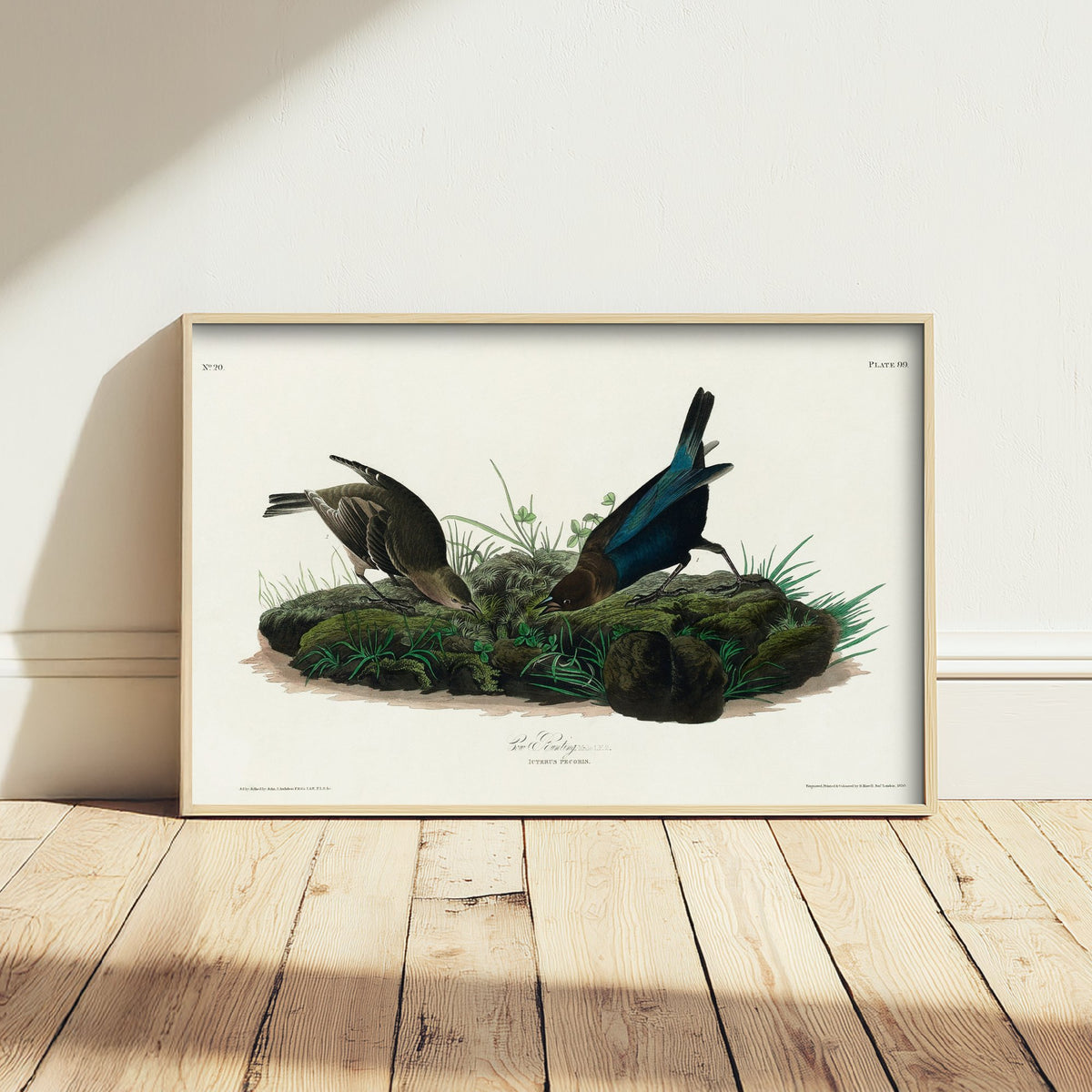 Brown-headed Cowbird Art Print - John James Audubon Poster - Birds of America Vintage Illustration