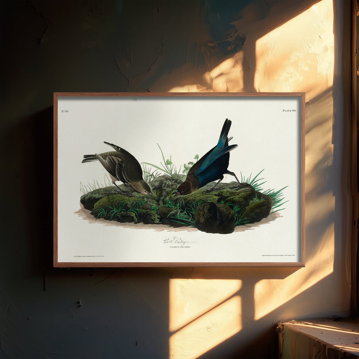Brown-headed Cowbird Art Print - John James Audubon Poster - Birds of America Vintage Illustration