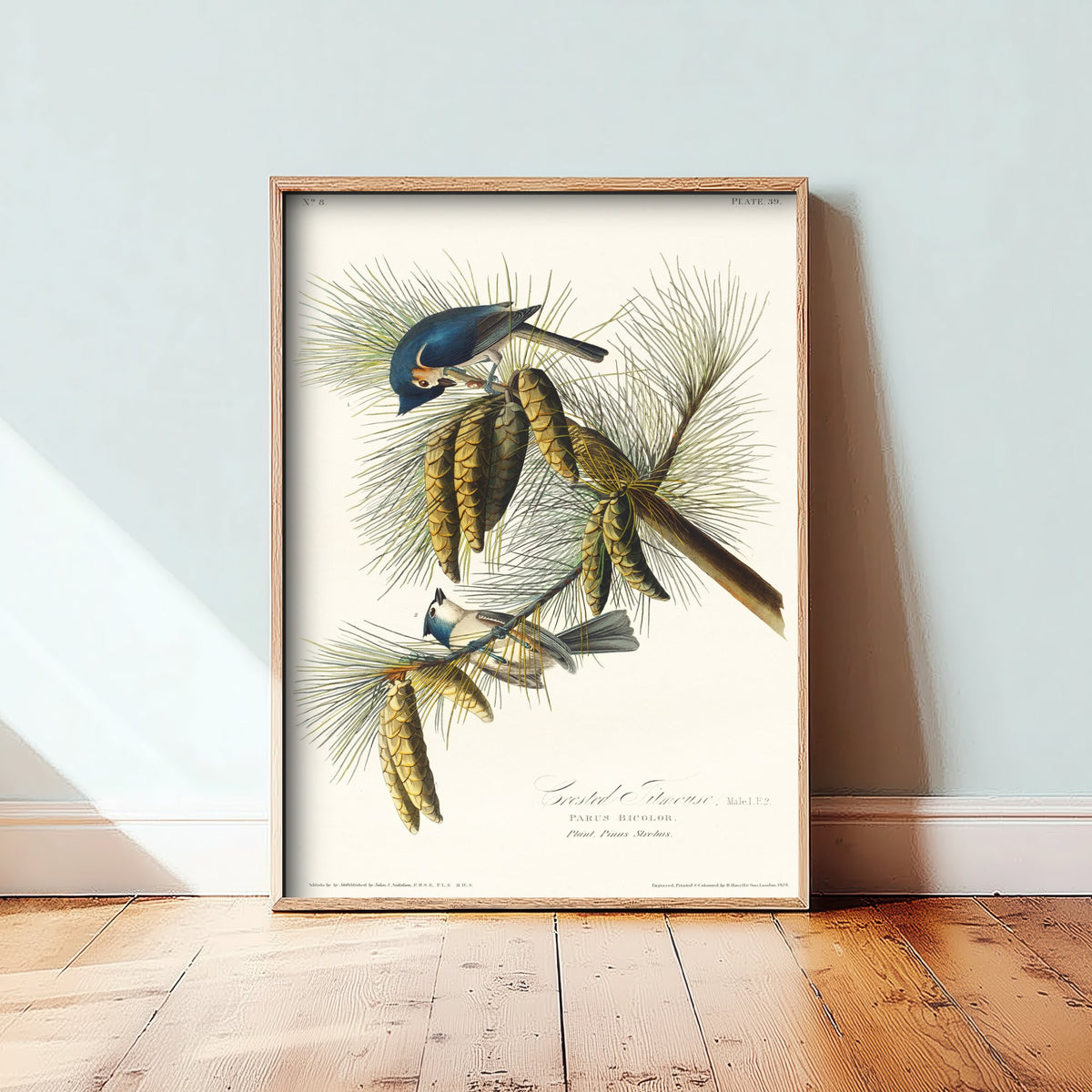 Tufted Titmouse Art Print - John James Audubon Poster - Birds of America Vintage Illustration
