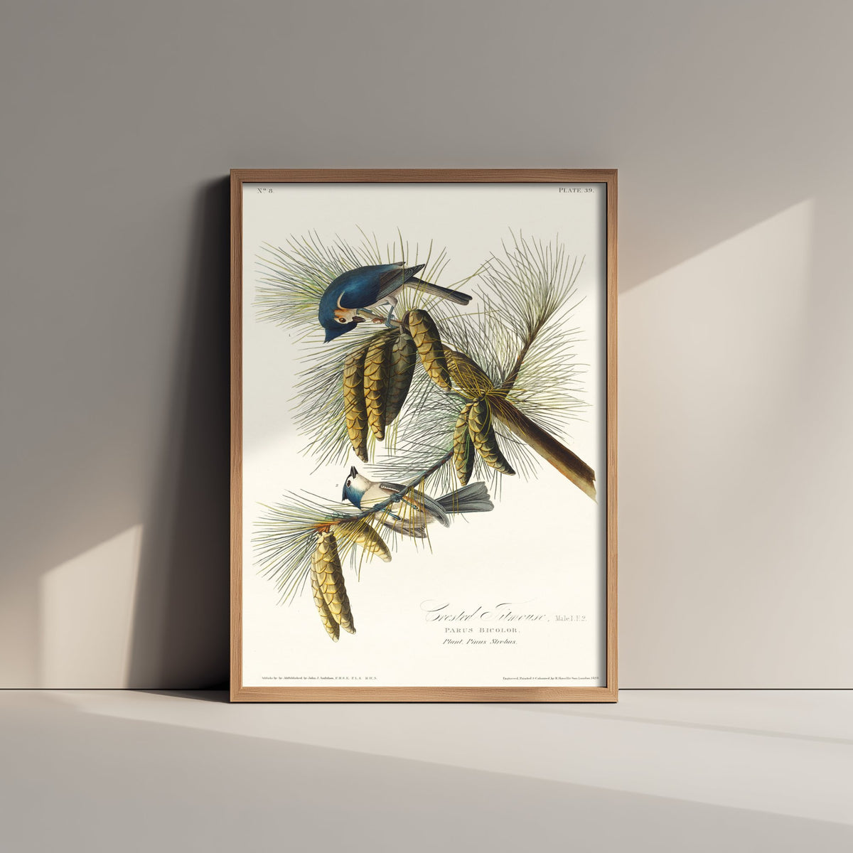 Tufted Titmouse Art Print - John James Audubon Poster - Birds of America Vintage Illustration
