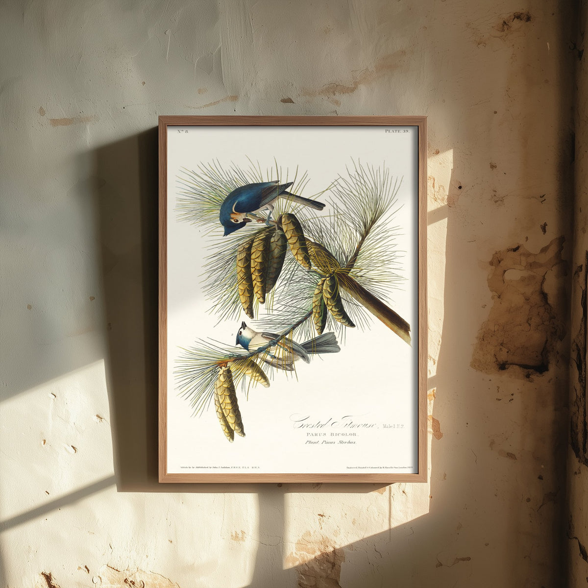 Tufted Titmouse Art Print - John James Audubon Poster - Birds of America Vintage Illustration