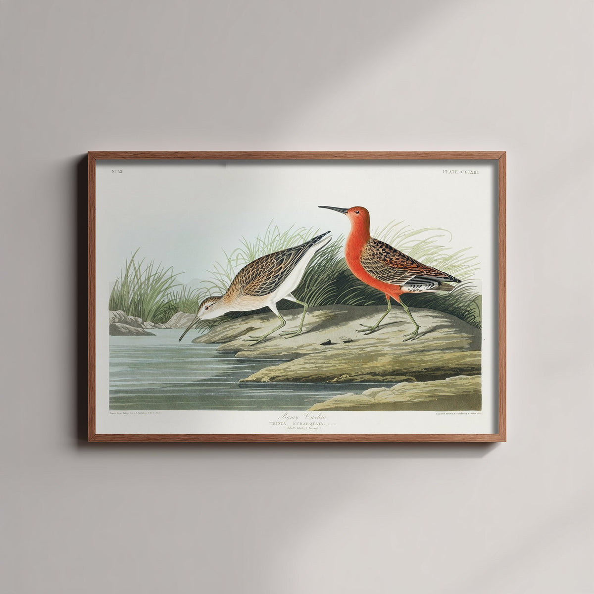 Curlew Sandpiper Art Print - John James Audubon Poster - Birds of America Vintage Illustration