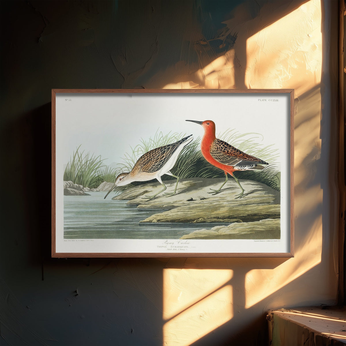 Curlew Sandpiper Art Print - John James Audubon Poster - Birds of America Vintage Illustration