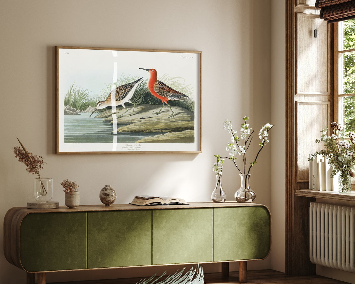 Curlew Sandpiper Art Print - John James Audubon Poster - Birds of America Vintage Illustration