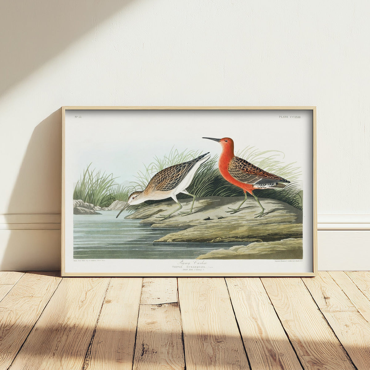 Curlew Sandpiper Art Print - John James Audubon Poster - Birds of America Vintage Illustration