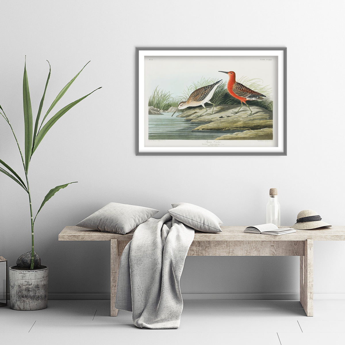 Curlew Sandpiper Art Print - John James Audubon Poster - Birds of America Vintage Illustration