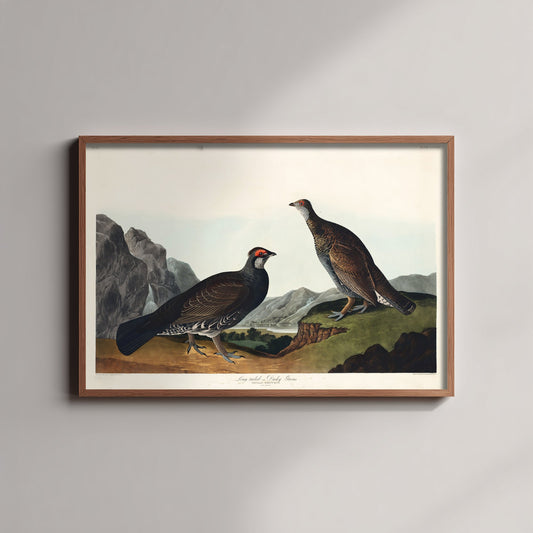 Dusky Grouse Art Print - John James Audubon Poster - Birds of America Vintage Illustration