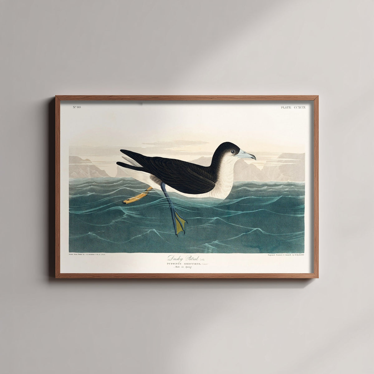 Audubon's Shearwater Art Print - John James Audubon Poster - Birds of America Vintage Illustration