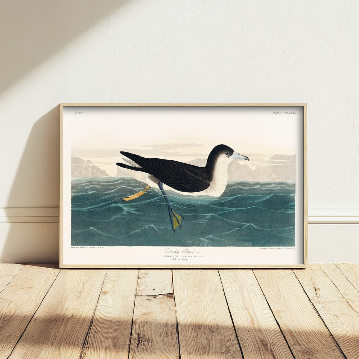 Audubon's Shearwater Art Print - John James Audubon Poster - Birds of America Vintage Illustration