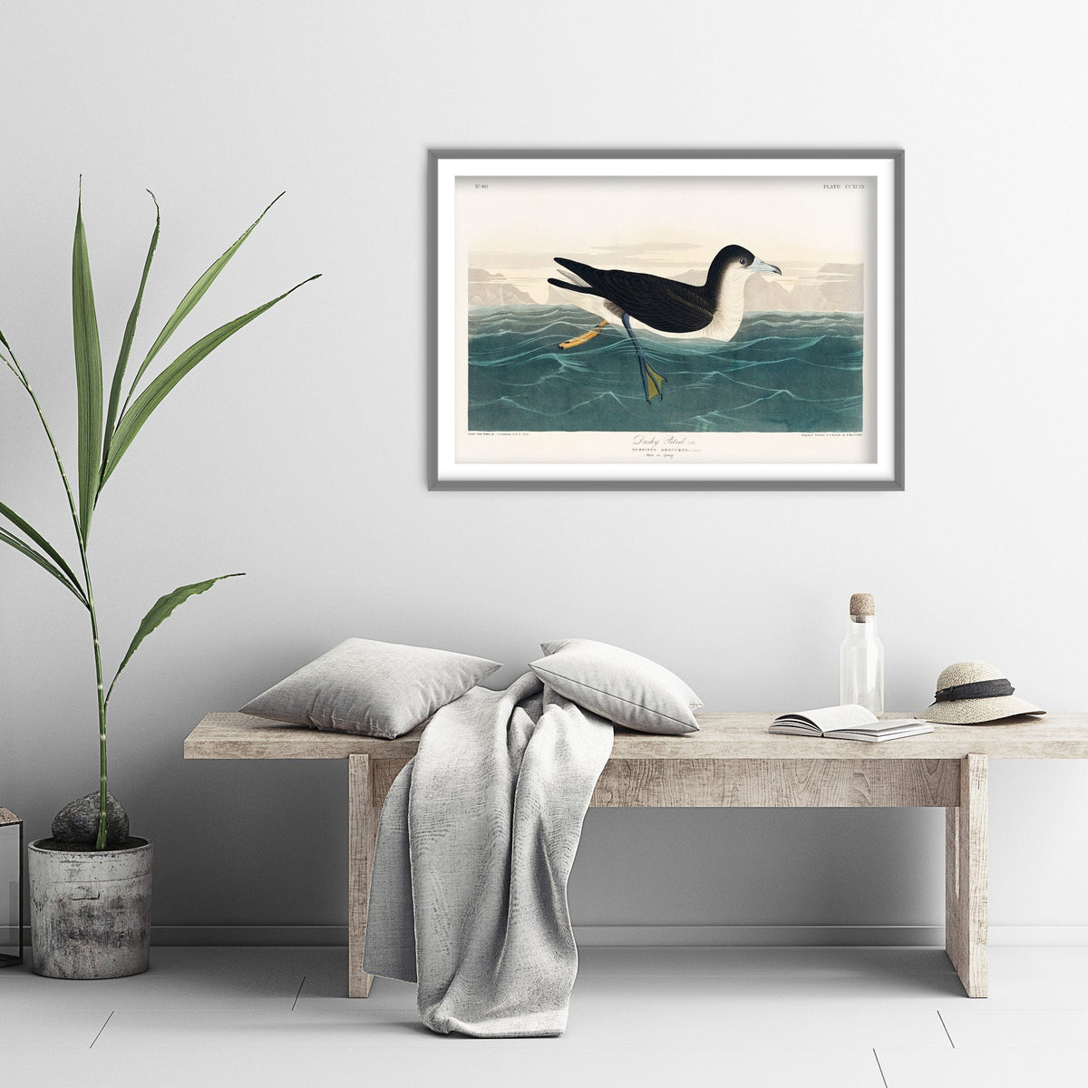 Audubon's Shearwater Art Print - John James Audubon Poster - Birds of America Vintage Illustration