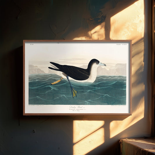 Audubon's Shearwater Art Print - John James Audubon Poster - Birds of America Vintage Illustration