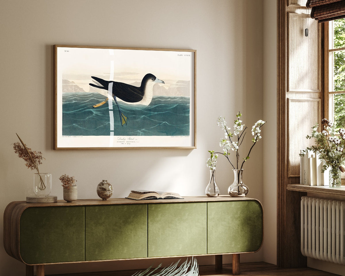 Audubon's Shearwater Art Print - John James Audubon Poster - Birds of America Vintage Illustration