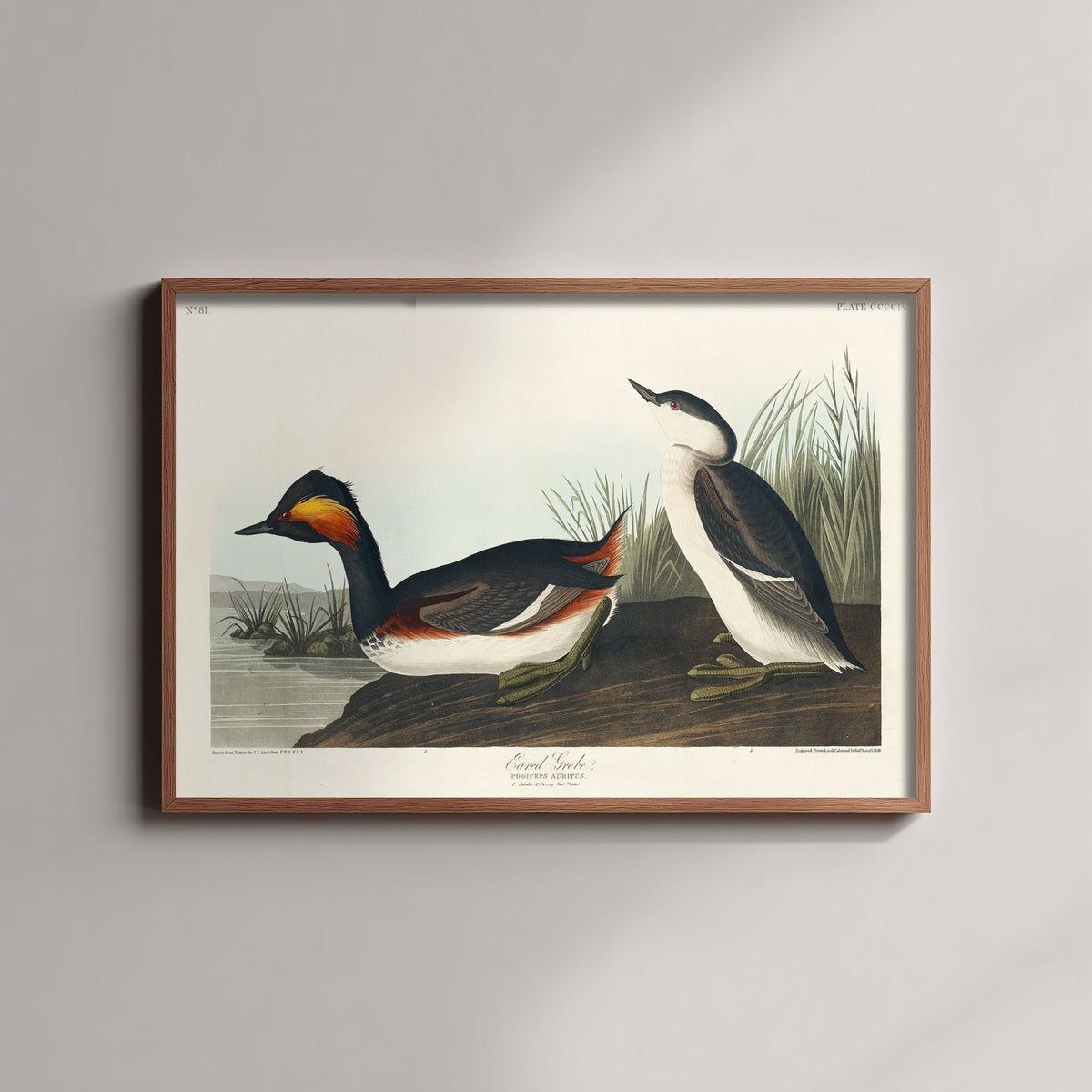 Eared Grebe Breeding Plumage Art Print - John James Audubon Poster - Birds of America Illustration
