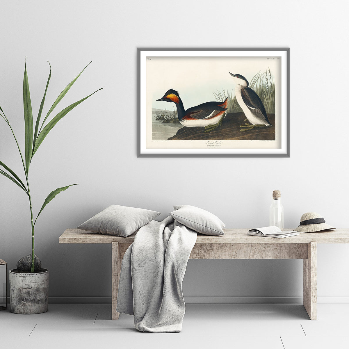 Eared Grebe Breeding Plumage Art Print - John James Audubon Poster - Birds of America Illustration