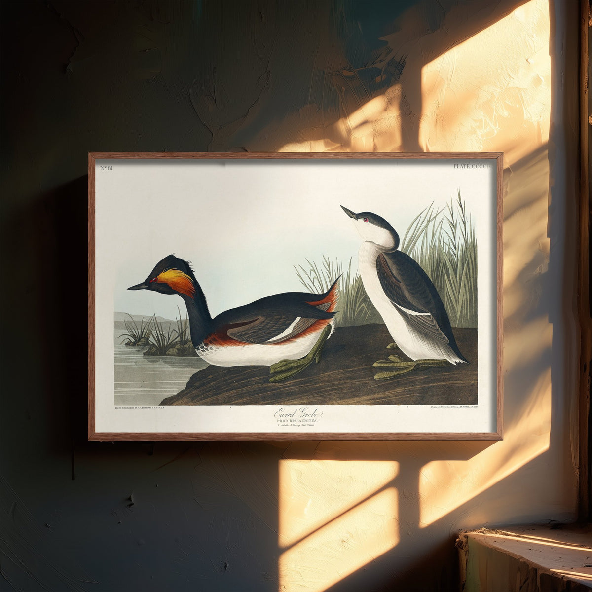 Eared Grebe Breeding Plumage Art Print - John James Audubon Poster - Birds of America Illustration