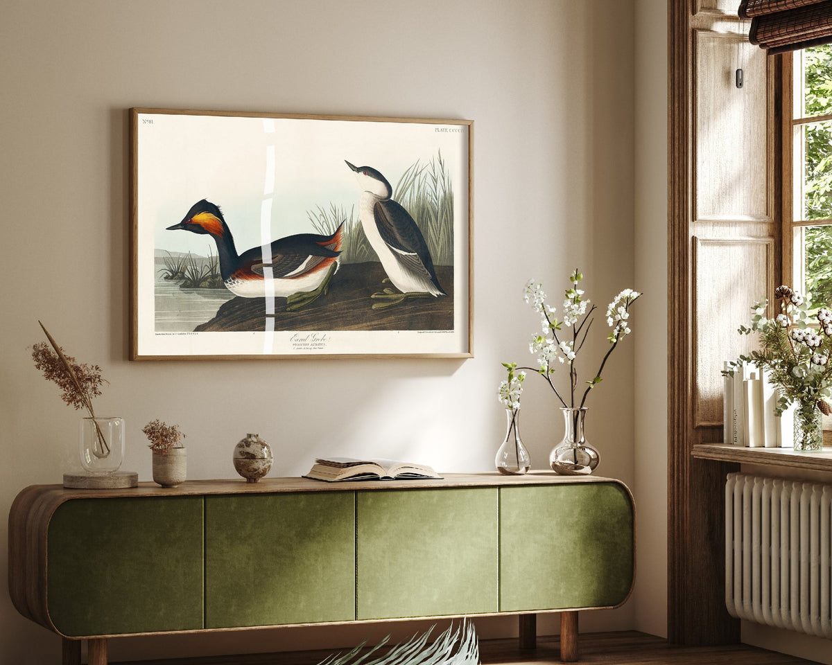 Eared Grebe Breeding Plumage Art Print - John James Audubon Poster - Birds of America Illustration