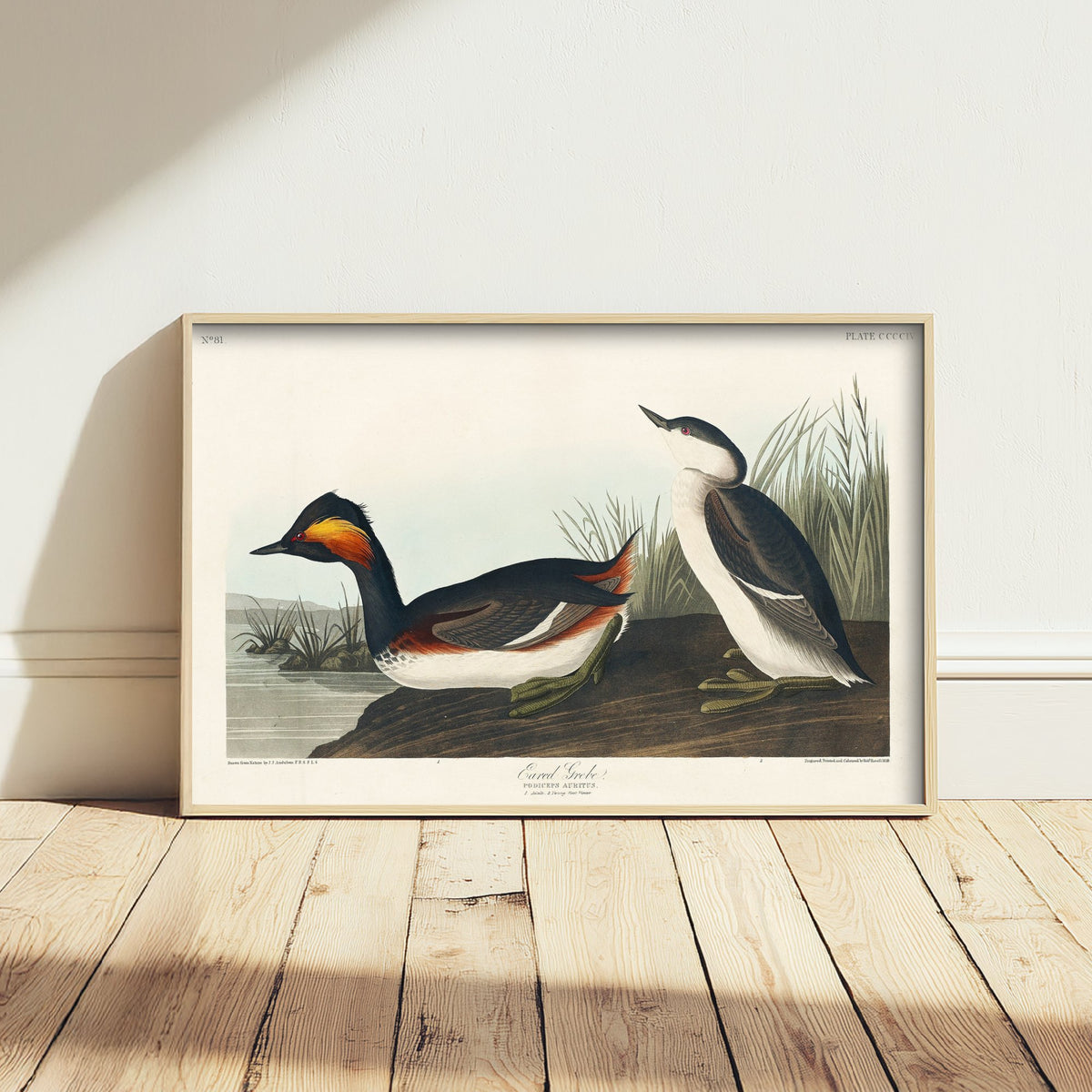 Eared Grebe Breeding Plumage Art Print - John James Audubon Poster - Birds of America Illustration