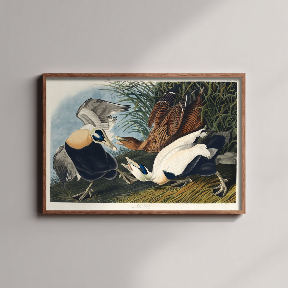 Common Eider Art Print - John James Audubon Poster - Birds of America Vintage Illustration