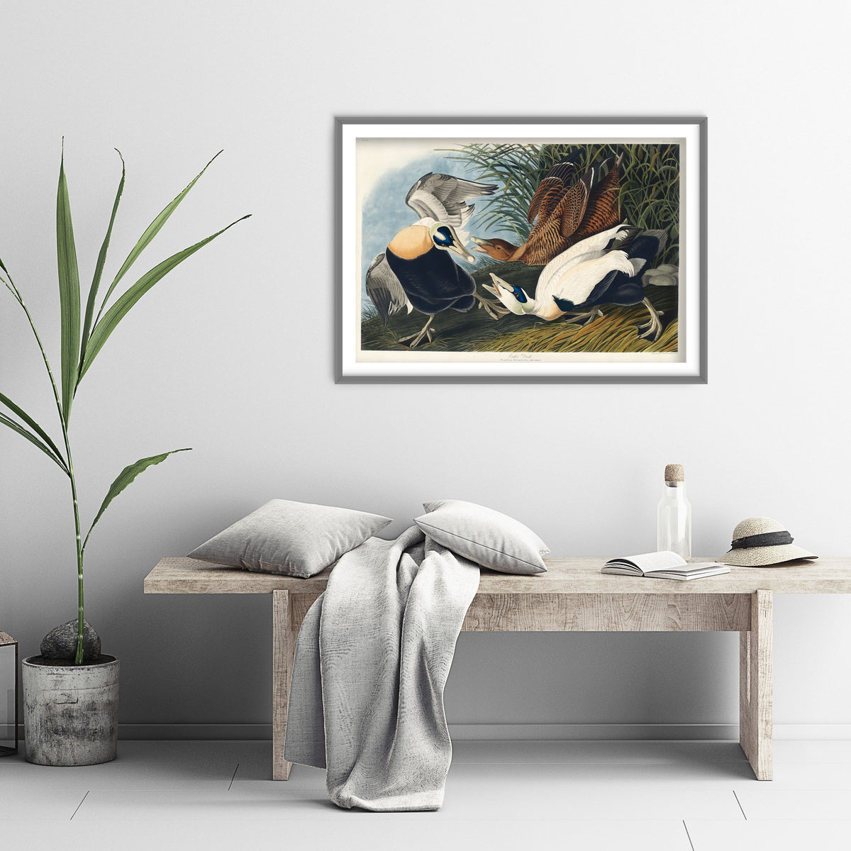 Common Eider Art Print - John James Audubon Poster - Birds of America Vintage Illustration
