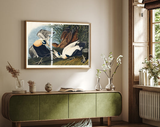 Common Eider Art Print - John James Audubon Poster - Birds of America Vintage Illustration