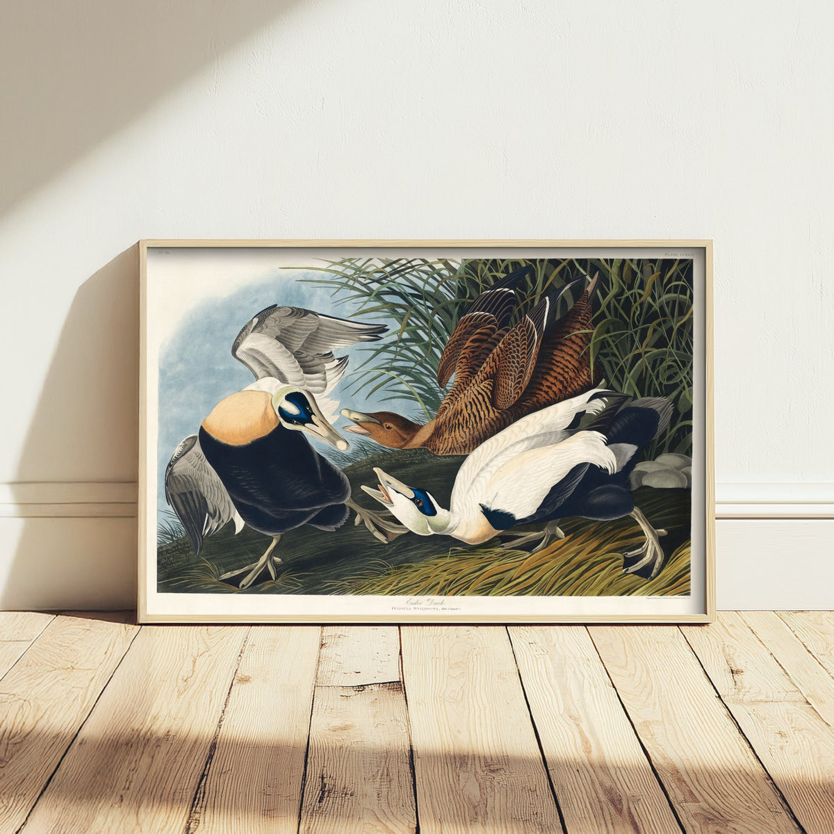 Common Eider Art Print - John James Audubon Poster - Birds of America Vintage Illustration