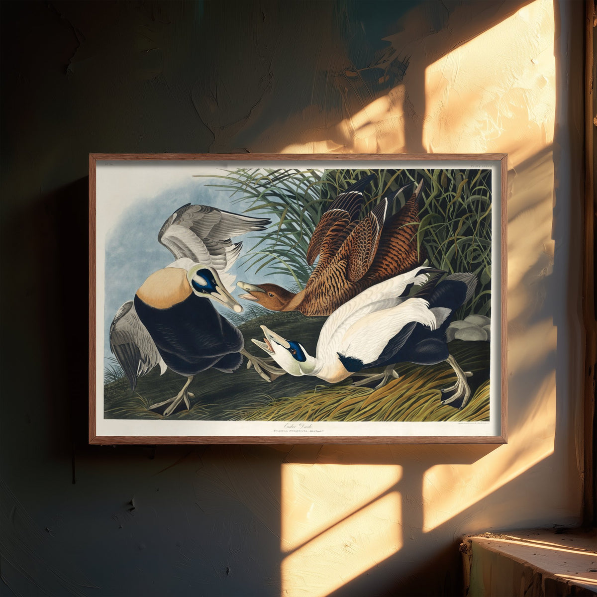 Common Eider Art Print - John James Audubon Poster - Birds of America Vintage Illustration