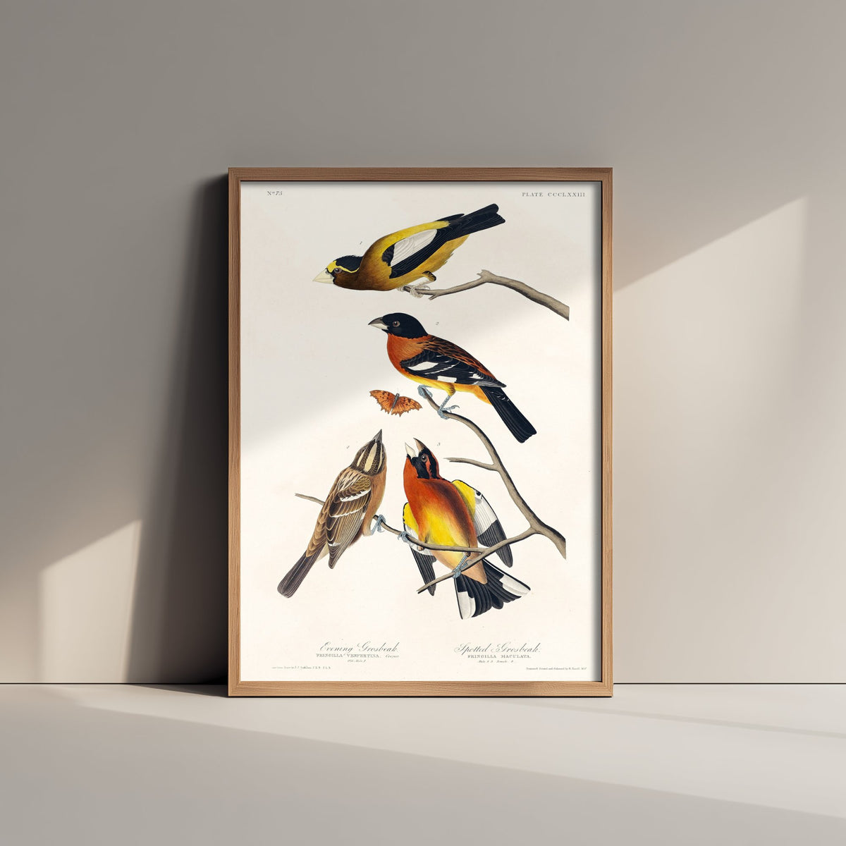 Evening Grosbeak Art Print - John James Audubon Poster - Birds of America Vintage Illustration
