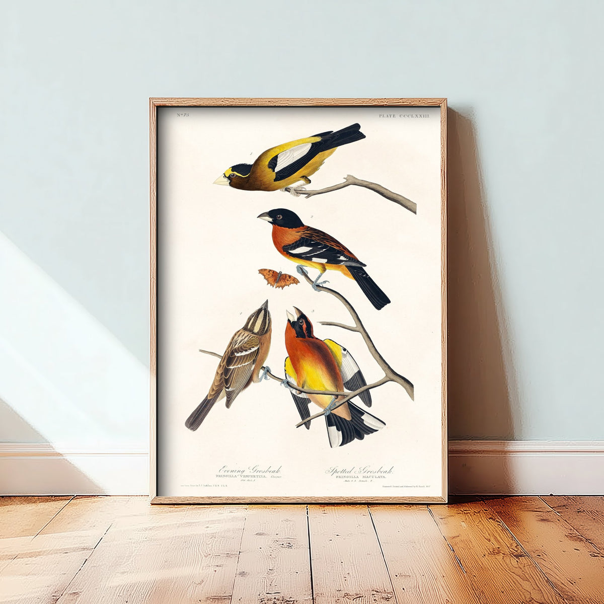 Evening Grosbeak Art Print - John James Audubon Poster - Birds of America Vintage Illustration