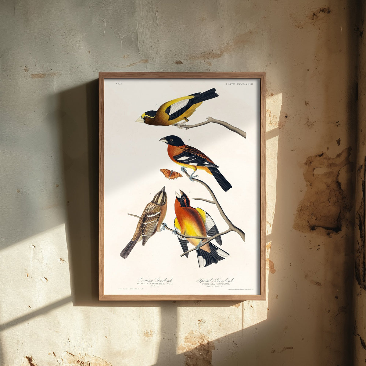 Evening Grosbeak Art Print - John James Audubon Poster - Birds of America Vintage Illustration