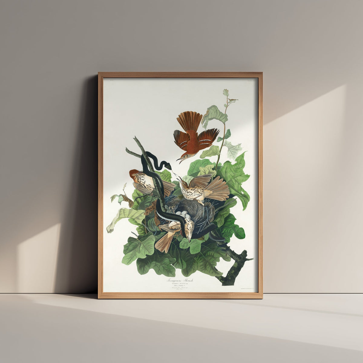 Brown Thrasher Art Print - John James Audubon Poster - Birds of America Vintage Illustration