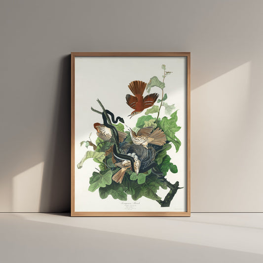 Brown Thrasher Art Print - John James Audubon Poster - Birds of America Vintage Illustration