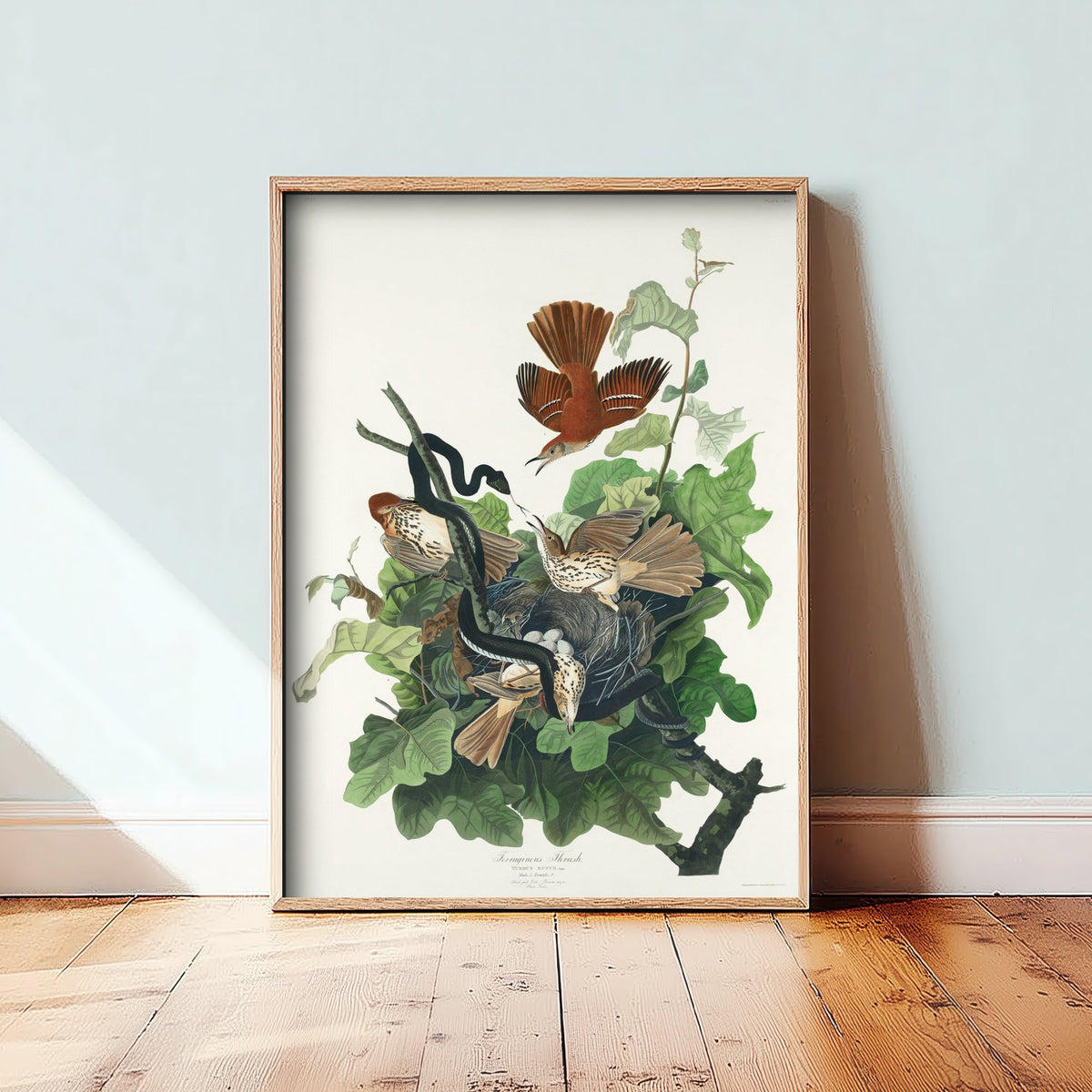 Brown Thrasher Art Print - John James Audubon Poster - Birds of America Vintage Illustration