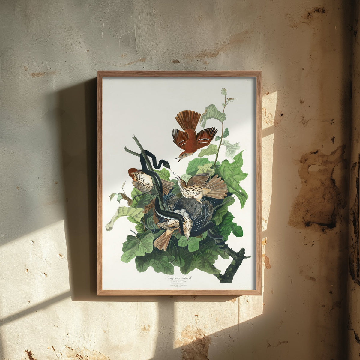 Brown Thrasher Art Print - John James Audubon Poster - Birds of America Vintage Illustration